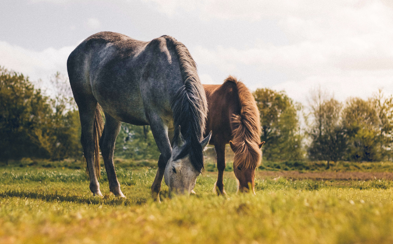 Dialogue illustration