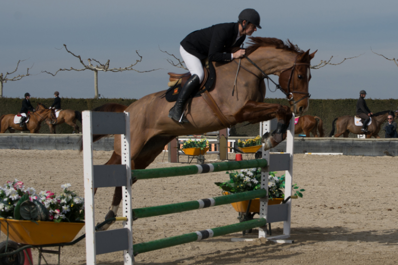 Horse in competition