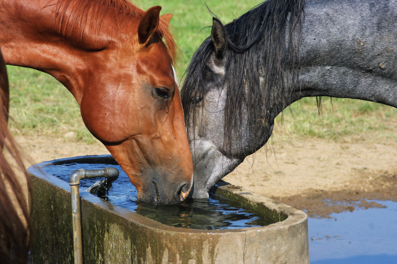 Horse drinking fresh water