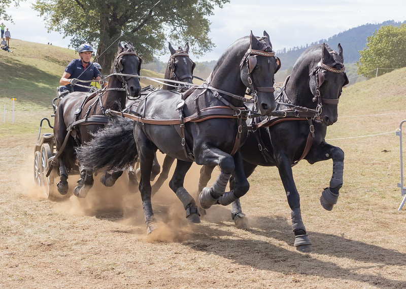 Attelage sportif à quatre chevaux
