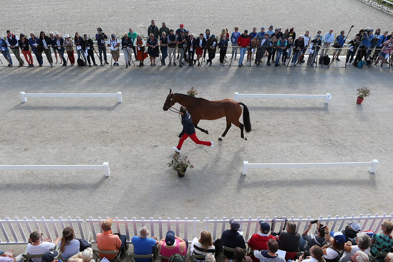 Présentation d’un cheval lors d’un contrôle vétérinaire